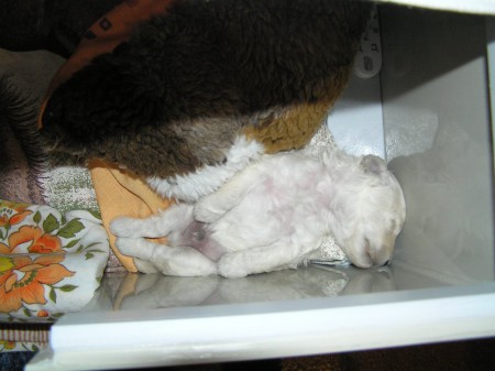 16. den pes ARIES pohoda